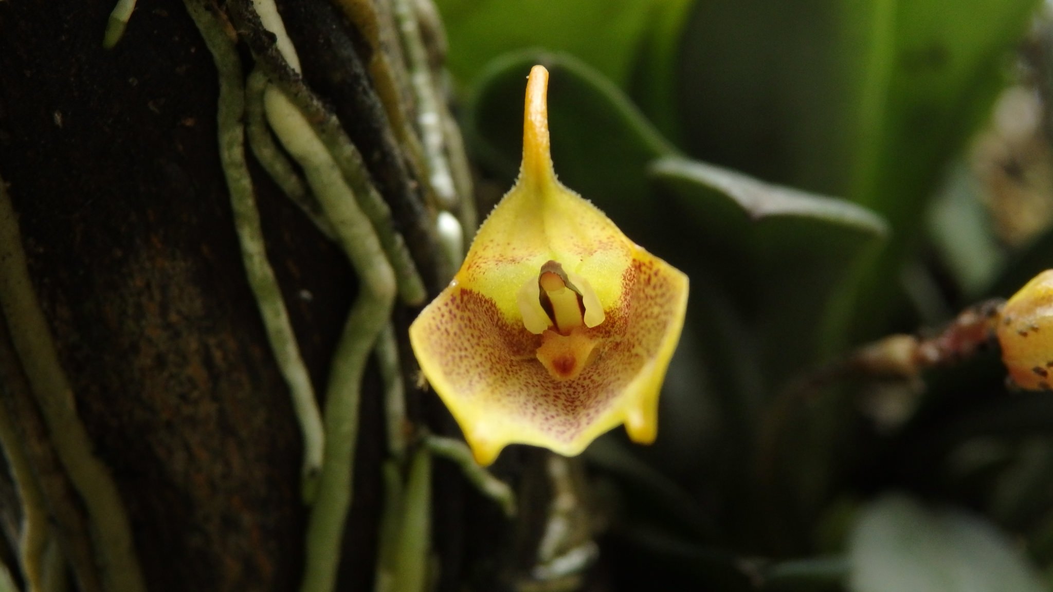 Masdevallia floribunda